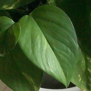 Meet your Posher, Fallon